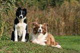 BORDER COLLIE 1352